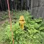 hydrant.jpeg